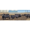 Image 5 : Ripple Rock Ranch - 700# June Delivery Heifers - 90 Head (Fincastle, AB)