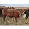 Image 6 : C.O. Johnson & Sons Ranches  - 890# March Delivery Steers - 101 Head (Scandia, AB) VBP+
