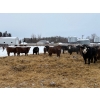 Image 4 : Four Harts Cattle Co. - 890# March Delivery Heifers - 70 Head (Vermilion, AB)