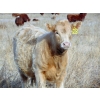 Image 2 : Ugly Head Feeders - 640# November Heifer Calves - 75 Head (Killam, AB)