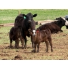 Image 2 : Kyle Torkelson - 10 Black 1st Calf Pairs (Millicent, AB)