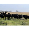 Image 10 : Wolverine Cattle Co. - 950# September Grass Steers - 240 Head (Guernsey, SK)