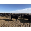 Image 7 : 9 Bar Ranch - 600# February Delivery Steers - 30 Head (Fincastle, AB) VBP+