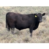 Image 4 : Rafter C Cattle Co. - 965# September Delivery Grass Steers - 62 Head (Lafleche, SK)