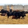 Image 2 : JDC AG - 850# June/July Delivery Heifers - 140 Head (Yorkton, SK)