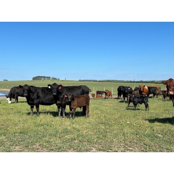 North West Cattle Company - 460# September Delivery Steer Calves - 110 Head (Woking, AB)