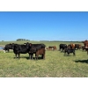 Image 1 : North West Cattle Company - 460# September Delivery Steer Calves - 110 Head (Woking, AB)