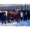 Image 3 : WWM Farms - 865# March Delivery Steers - 50 Head (Thorhild, AB)