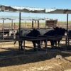 Image 3 : Idaho Dairies/Ranches - 32 Mixed (Burley, ID)