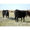 Image 3 : Darren Wagner - 550# November Delivery Steer Calves - 100 head (Leader, SK)