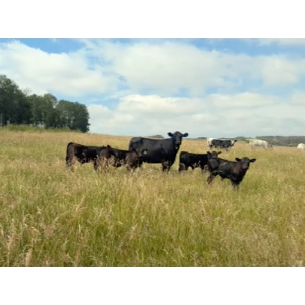 Cal Hansen - 570# October Delivery Steer Calves - 35 Head (Delia, AB)