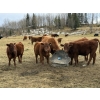 Image 3 : Red Deer River Ranches - 650# November Delivery Steer Calves - 75 Head (Sundre, AB)