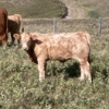 Image 2 : Lindy Greig - 560# October Delivery Steer Calves - 45 Head (Nanton, AB)