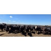 Image 7 : Cattlewood Farms Ltd. - 935# June/July Delivery Heifers - 133 Head (Fincastle, AB)