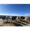 Image 8 : Lakeview Colony - 1600# Fed Holstein Steers - 40 Head (Unity, SK)