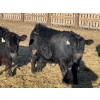 Image 5 : Drew Bayes - 675# Jan/Feb Delivery Steers - 87 Head (Trochu, AB)