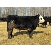 Image 4 : Rose Creek Ranch - 1000# April Delivery Steers - 150 Head (Alder Flats, AB) 