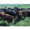 Image 3 : McDougald Ranch Ltd. - 1000# September Delivery Grass Steers - 160 Head (Maple Creek, SK)
