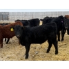 Image 3 : Francis Dyck - 670# February Delivery Steers - 53 Head (Swift Current, SK)