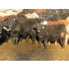 Image 6 : Willowside Ranch - 615# March Delivery Steers - 57 Head (Vibank, SK)