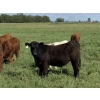 Image 3 : Broken Link Ranches - 1050# September Delivery Grass Steers - 155 Head (Ponoka, AB)