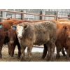 Image 7 : North Butte Land & Cattle - 710# February Delivery Steers - 60 Head (Gem, AB)