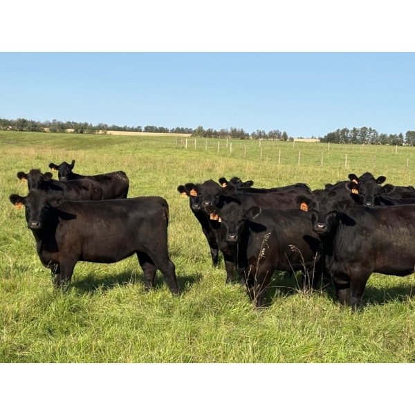 Iron J Cattle Ltd. - 940# October Delivery Grass Heifers - 130 Head (Glendon, AB)