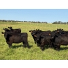 Image 1 : Iron J Cattle Ltd. - 940# October Delivery Grass Heifers - 130 Head (Glendon, AB)