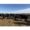 Image 3 : 9 Bar Ranch - 725# February Delivery Steers - 85 Head (Taber, AB) VBP+