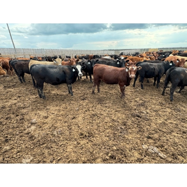 Luke & Jen Smith - 675# July Delivery Heifers - 170 Head (Rein, SK)