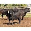 Image 2 : Brandt Boys Beef & Grain - 935# September Delivery Heifers - 65 Head (Tolstoi, MB)
