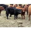 Image 6 : Red Deer River Ranches - 650# November Delivery Steer Calves - 75 Head (Sundre, AB)