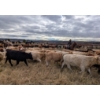 Image 8 : Mark & Cara Haywood-Farmer - 525# October Delivery Heifer Calves - 100 Head (Kamloops, BC)