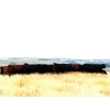 Image 6 : Right Cross Ranch - 1375# August Delivery Mature Open Cows - 25 Head (Gapview, SK)