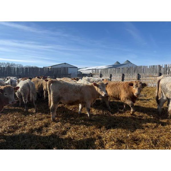 Corey & Kelly Fitzpatrick - 775# March Delivery Heifers - 77 Head (Glen Ewen, SK)