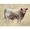 Image 3 : GW Murray Ranches - 515# October Delivery Steer Calves - 115 Head (Tompkins, SK)