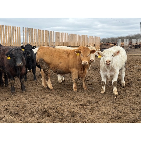 Chipping Hill Cattle Co. - 1050# May Delivery Steers - 174 Head (MacGregor, MB)
