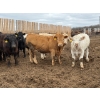 Image 1 : Chipping Hill Cattle Co. - 1050# May Delivery Steers - 174 Head (MacGregor, MB)