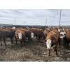 Image 7 : Anchor C Livestock - 710# April/May Delivery Heifers - 85 Head (Stirling, AB)