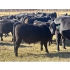Image 8 : Baintree Angus - 625# November Delivery Steer Calves - 70 Head (Sundre, AB)