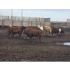 Image 2 : Ripple Rock Ranch - 860# August Delivery Heifers - 30 Head (Fincastle, AB)