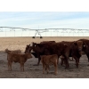 Image 8 : South Ridge Simmentals - 20 RBF/RWF 1st Calf Pairs (Picture Butte, AB)