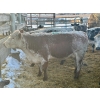 Image 3 : Crooked Creek Ranch - 15 Second Calvers (Pen 532A)