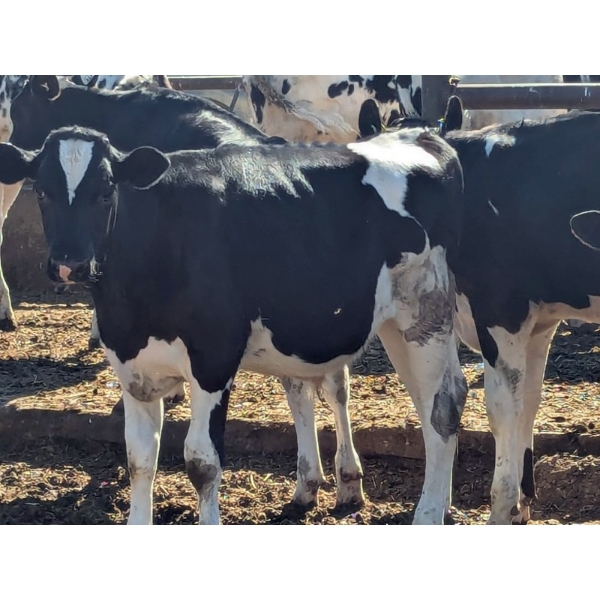 Wavy Lake Farming Co. - 380# Holstein Steers - 8 Head (Stettler, AB)