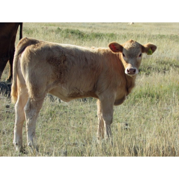Ernie, Kathy & Kyle Lee - 590# October Delivery Heifer Calves - 100 Head (Hanna, AB)