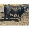 Image 4 : Birch Island Land & Cattle - 1050# May Delivery Steers - 228 Head (Rhein, SK)
