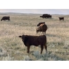 Image 14 : L & J Murray Ranches - 580# October Delivery Steer Calves - 90 Head (Picture Butte, AB)