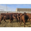 Image 3 : Lazy J Cattle Co. - 10 Red Heifers (Pen 301 - 303) 937# avg