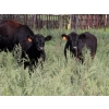 Image 2 : Tom Harrison - 775# September Delivery Grass Steers - 22 Head (Regina Beach, SK)