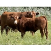 Image 5 : Centreview Farms Ltd & Darcy Wold - 780# October Delivery Steer Calves - 80 Head (Mirror, AB)